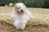 TERRIER DU TIBET 024